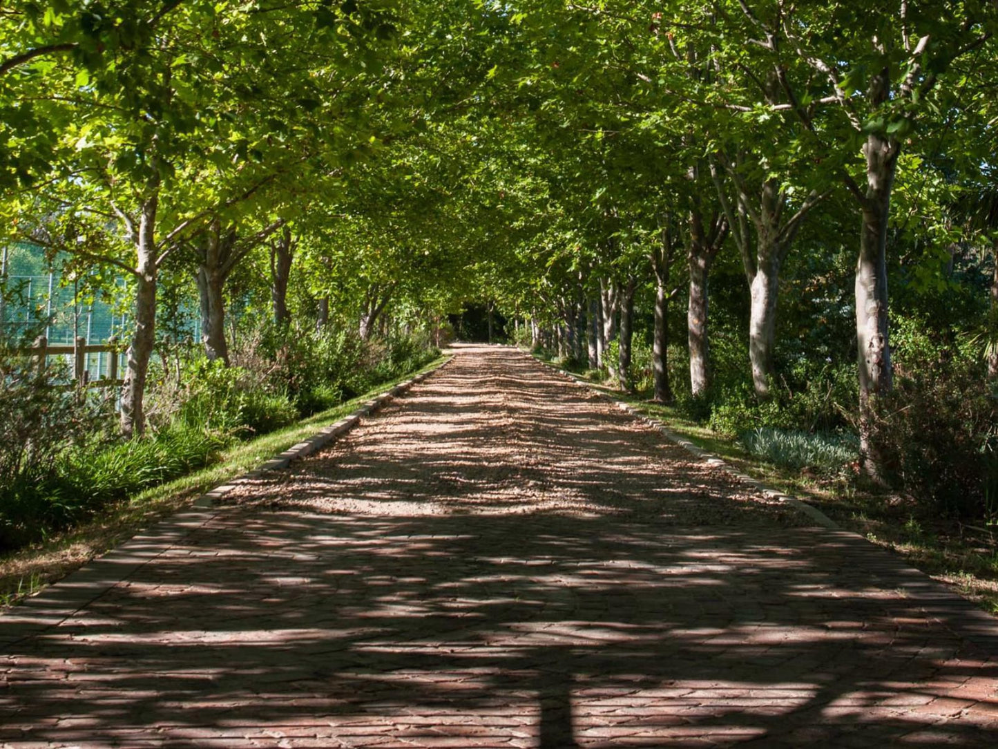 Sanddrif Guest Farm Stellenbosch Farms Stellenbosch Western Cape South Africa Forest, Nature, Plant, Tree, Wood, Leading Lines, Street