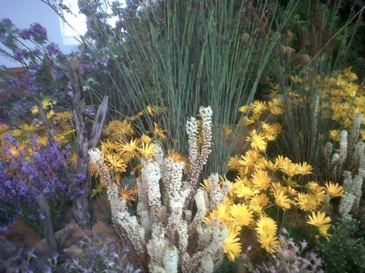 Sandkorreltjies Guesthouse Leipoldtville Western Cape South Africa Cactus, Plant, Nature, Garden