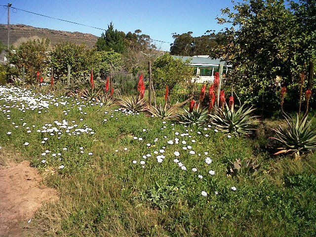 Sandkorreltjies Guesthouse Leipoldtville Western Cape South Africa Cactus, Plant, Nature, Meadow, Garden