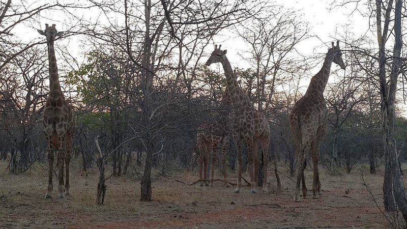 Sandown Game And Gecko Lodge Mapungubwe Region Limpopo Province South Africa Unsaturated, Giraffe, Mammal, Animal, Herbivore