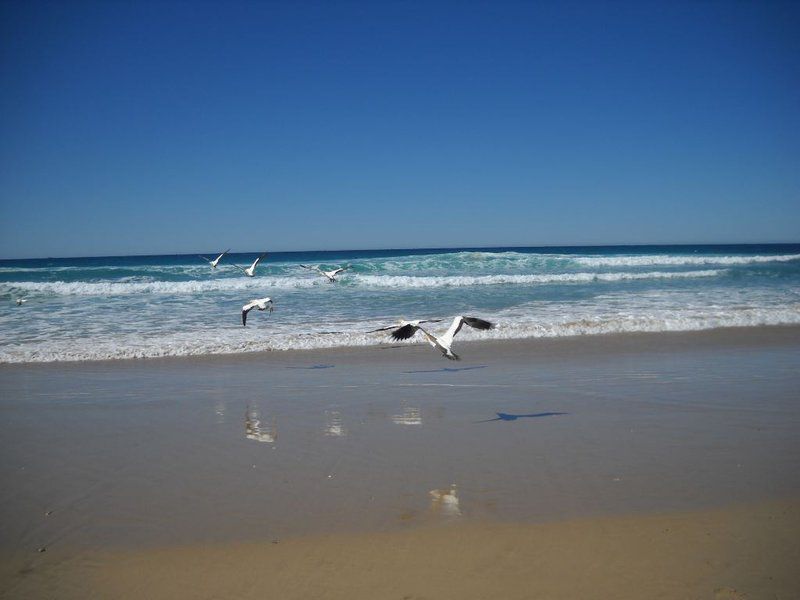 Sandown Self Catering Cape St Francis Eastern Cape South Africa Beach, Nature, Sand, Animal, Ocean, Waters