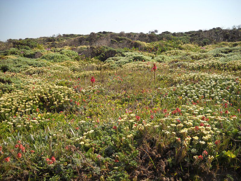 Sandown Self Catering Cape St Francis Eastern Cape South Africa Field, Nature, Agriculture, Plant, Garden