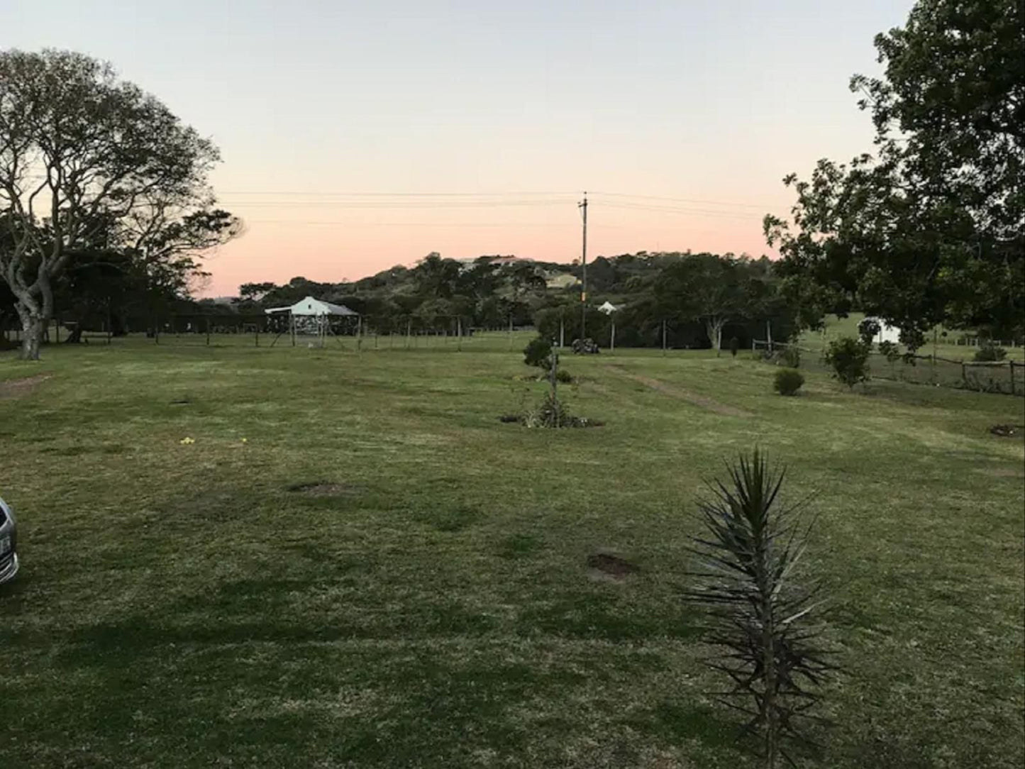 Sandpebbles Estate Theescombe Port Elizabeth Eastern Cape South Africa Palm Tree, Plant, Nature, Wood