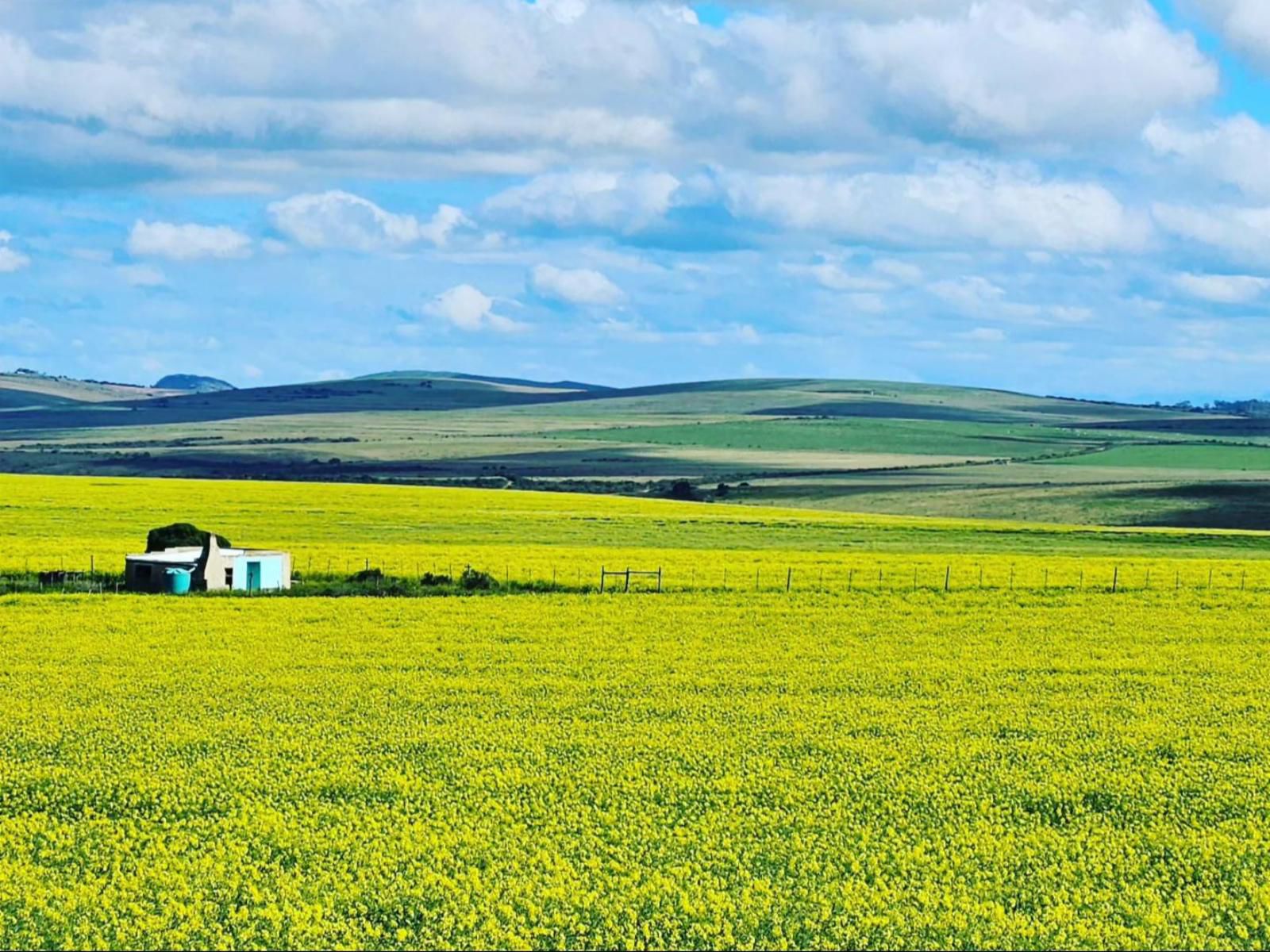 Sandpiper Cottages, Colorful, Field, Nature, Agriculture, Canola, Plant, Lowland