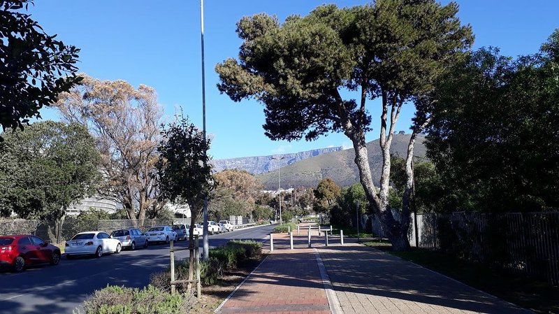 Sandringham Apartment One Mouille Point Cape Town Western Cape South Africa Palm Tree, Plant, Nature, Wood, Sign, Street