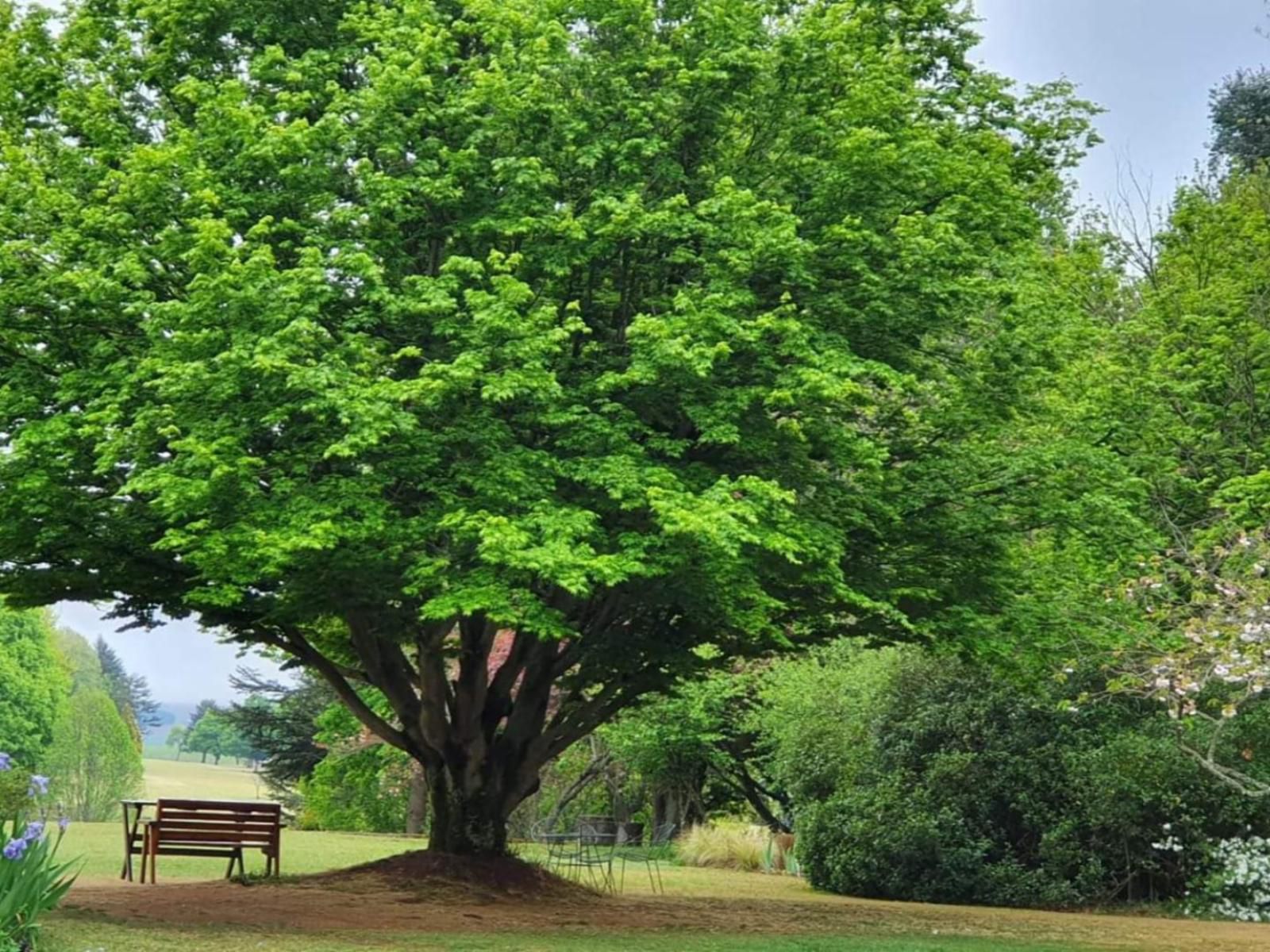 Sani Window Bed And Breakfast Self Catering Underberg Kwazulu Natal South Africa Plant, Nature, Tree, Wood