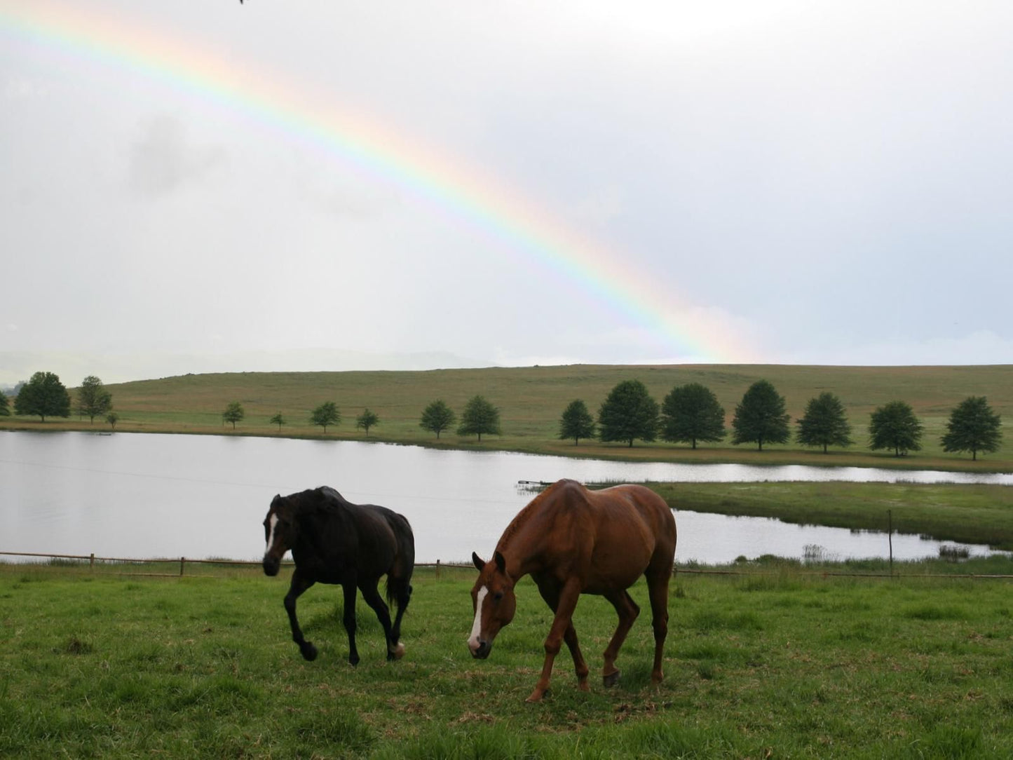 Sani Valley Nature Lodges Himeville Kwazulu Natal South Africa Horse, Mammal, Animal, Herbivore, Rainbow, Nature