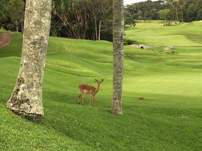 San Lameer 2201 San Lameer Southbroom Kwazulu Natal South Africa Deer, Mammal, Animal, Herbivore, Golfing, Ball Game, Sport