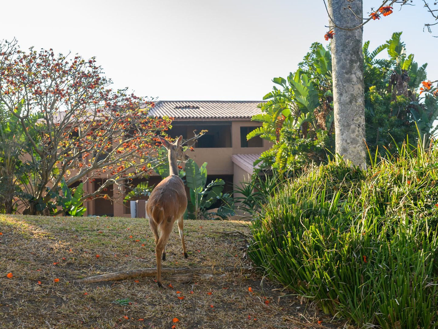 San Lameer Villa 1919 San Lameer Southbroom Kwazulu Natal South Africa Deer, Mammal, Animal, Herbivore