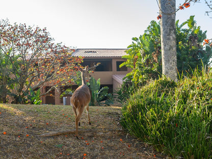 San Lameer Villa 1919 San Lameer Southbroom Kwazulu Natal South Africa Deer, Mammal, Animal, Herbivore