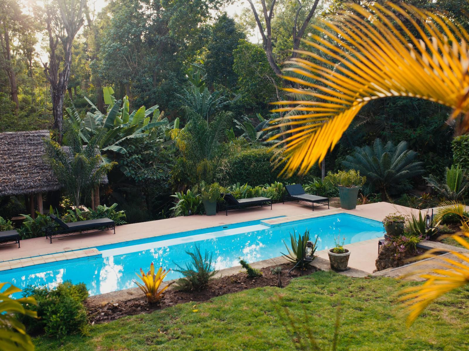 Sanna Eco Lodge, Palm Tree, Plant, Nature, Wood, Garden, Swimming Pool