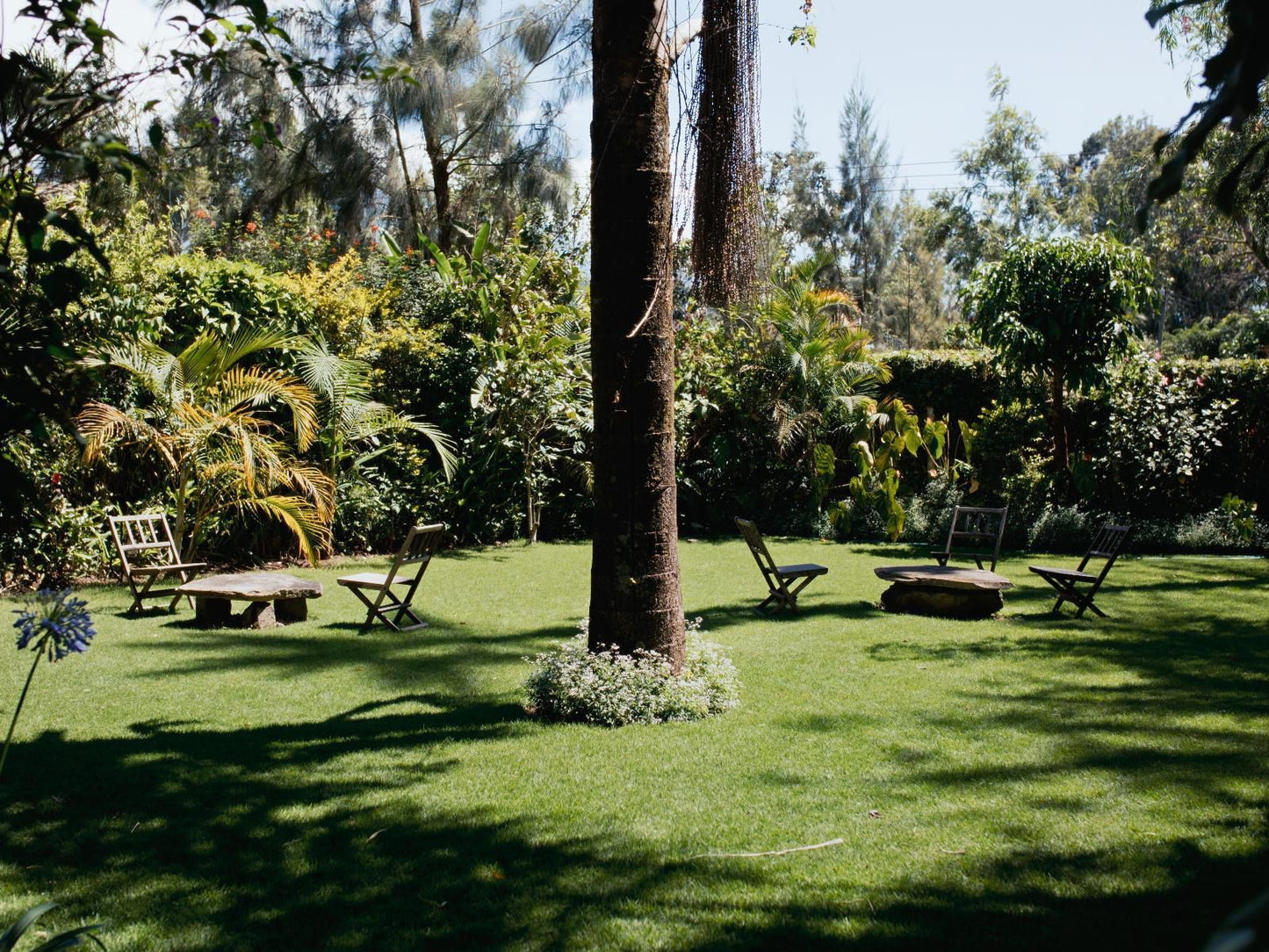 Sanna Eco Lodge, Palm Tree, Plant, Nature, Wood, Garden