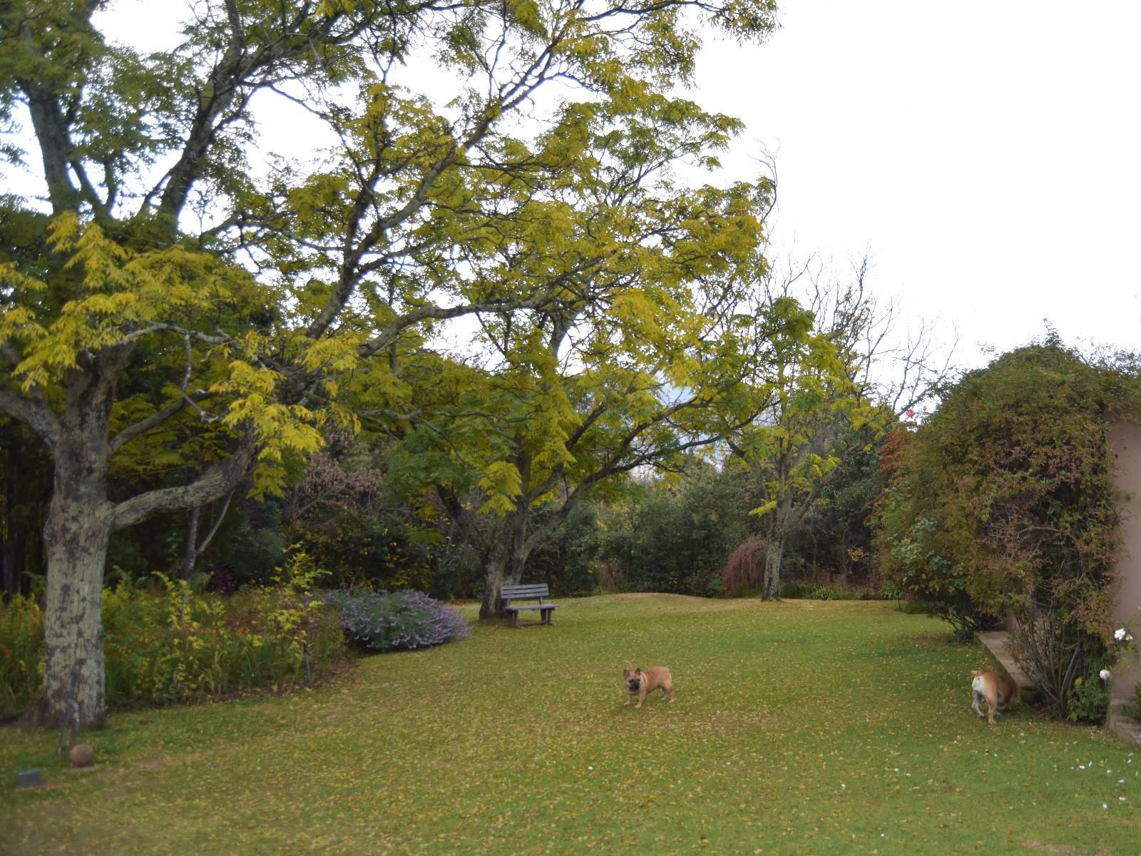 San Rock Guest House Clarens Free State South Africa Dog, Mammal, Animal, Pet, Plant, Nature, Tree, Wood, Garden