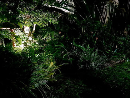 Santa Lucia Guest House, Dark, Forest, Nature, Plant, Tree, Wood