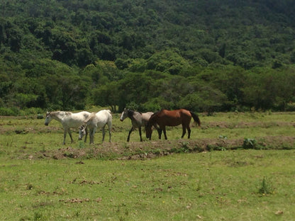 Santa Paloma Guest Farm Summerpride East London Eastern Cape South Africa Horse, Mammal, Animal, Herbivore