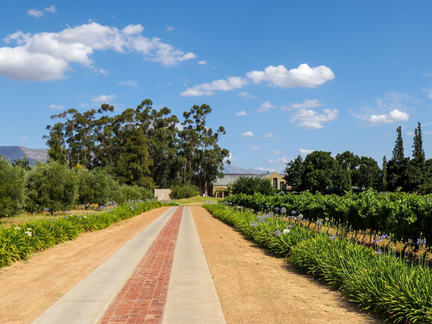 Saronsberg Vineyard Cottages Tulbagh Western Cape South Africa Complementary Colors, Field, Nature, Agriculture, Plant, Garden