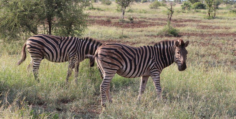 Sa Safari Tour Central Kruger Park Mpumalanga South Africa Zebra, Mammal, Animal, Herbivore