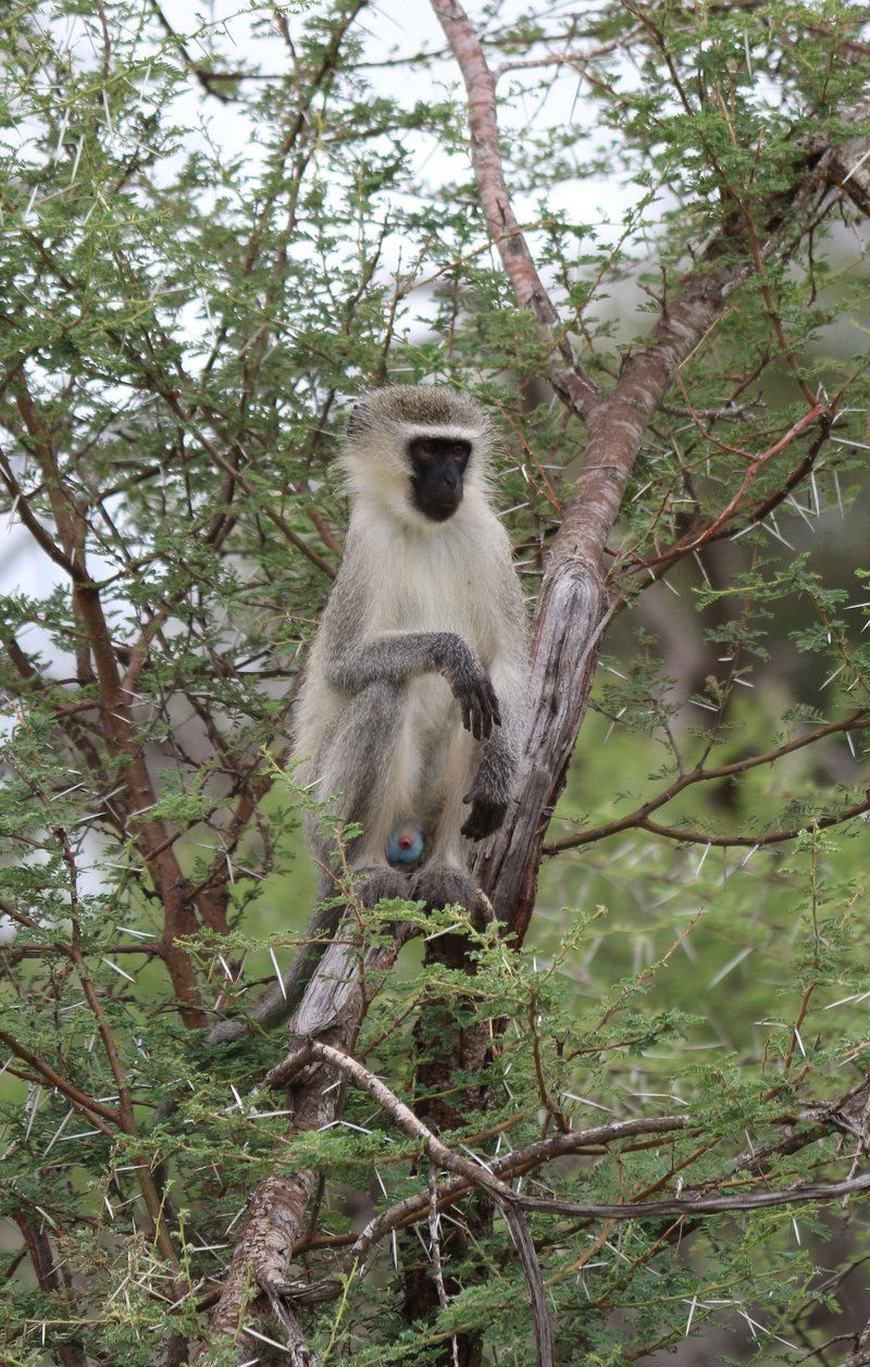 Sa Safari Tour Central Kruger Park Mpumalanga South Africa Primate, Mammal, Animal