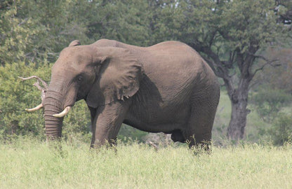 Sa Safari Tour Central Kruger Park Mpumalanga South Africa Elephant, Mammal, Animal, Herbivore