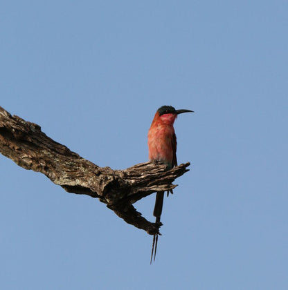 Sa Safari Tour Central Kruger Park Mpumalanga South Africa Kingfisher, Bird, Animal