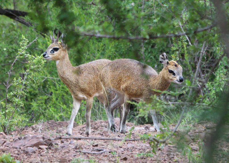 Sa Safari Tour Central Kruger Park Mpumalanga South Africa Deer, Mammal, Animal, Herbivore