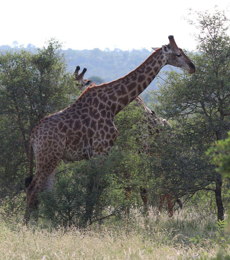 Sa Safari Tour Central Kruger Park Mpumalanga South Africa Unsaturated, Giraffe, Mammal, Animal, Herbivore
