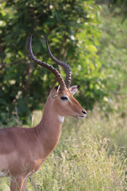 Sa Safari Tour Central Kruger Park Mpumalanga South Africa Deer, Mammal, Animal, Herbivore