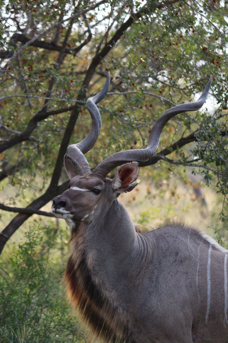 Sa Safari Tour Central Kruger Park Mpumalanga South Africa Animal
