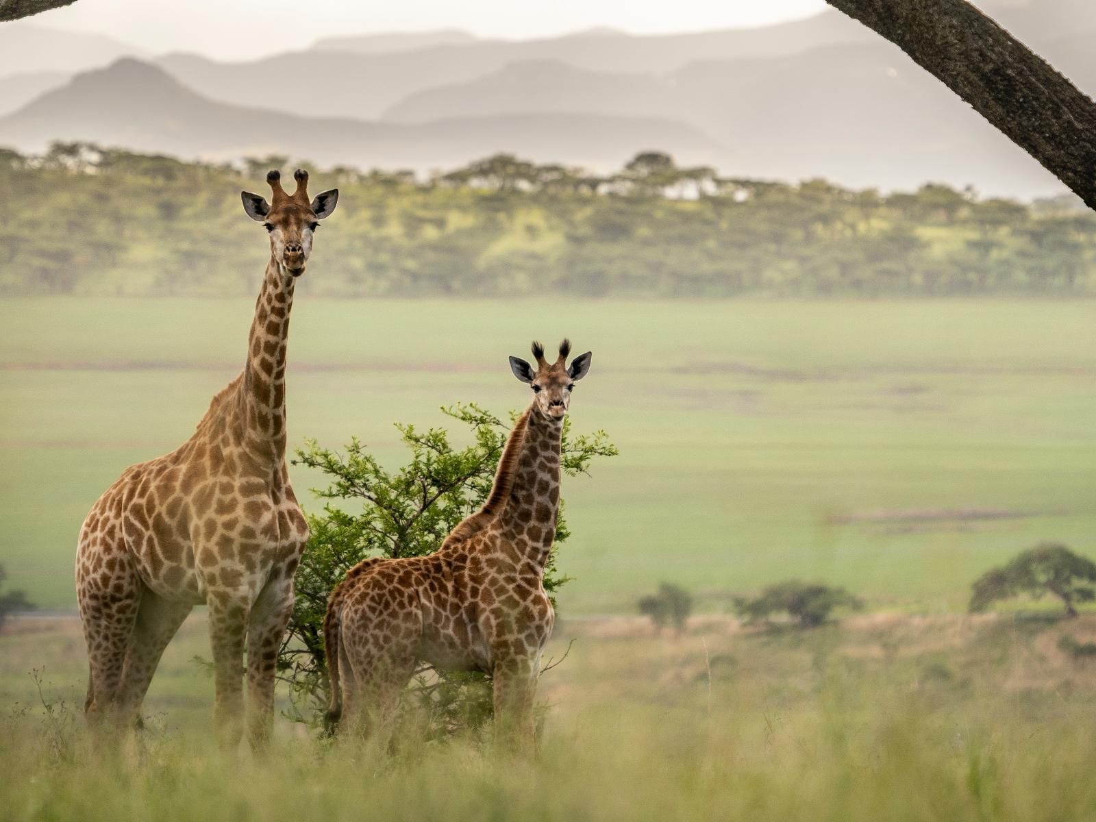 Sasi Bush Lodge, Sepia Tones, Giraffe, Mammal, Animal, Herbivore