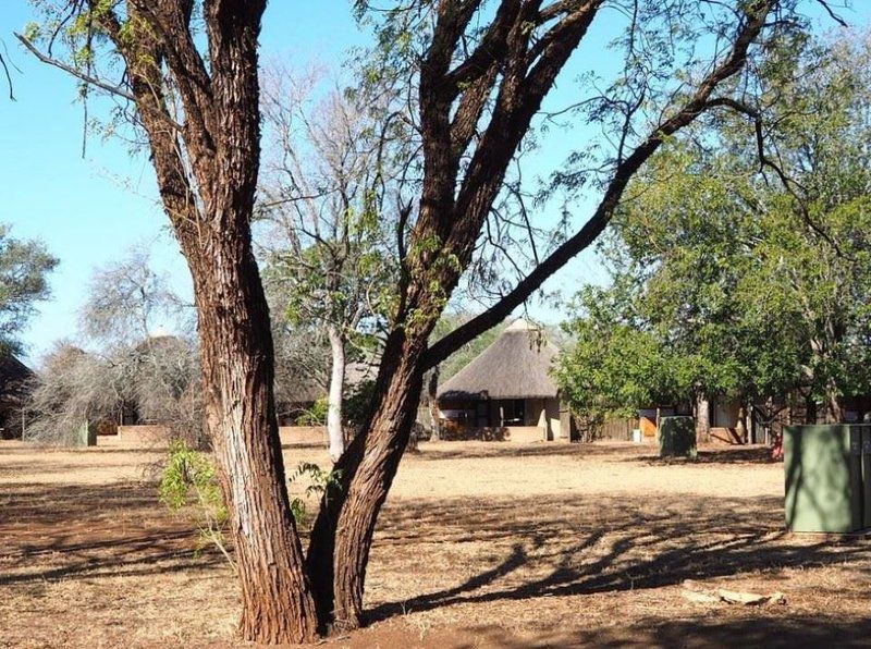 Satara Rest Camp Kruger National Park Sanparks South Kruger Park Mpumalanga South Africa Complementary Colors, Tree, Plant, Nature, Wood