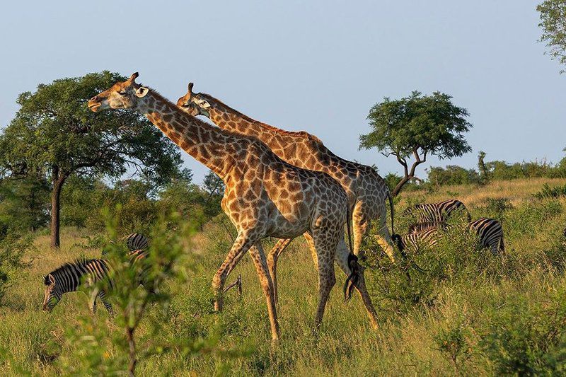 Satara Rest Camp Kruger National Park Sanparks South Kruger Park Mpumalanga South Africa Complementary Colors, Giraffe, Mammal, Animal, Herbivore
