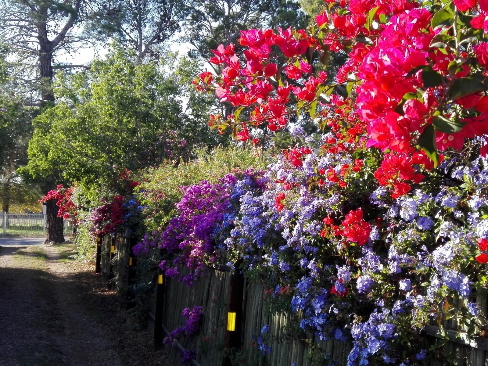 Saxe Coburg Lodge Prince Albert Western Cape South Africa Blossom, Plant, Nature, Garden