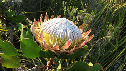 Schelde Apartment Central Jeffreys Bay Jeffreys Bay Eastern Cape South Africa Plant, Nature