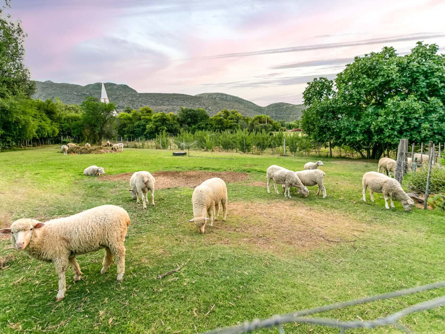 Schoemanshoek Glamping Oudtshoorn Western Cape South Africa Animal