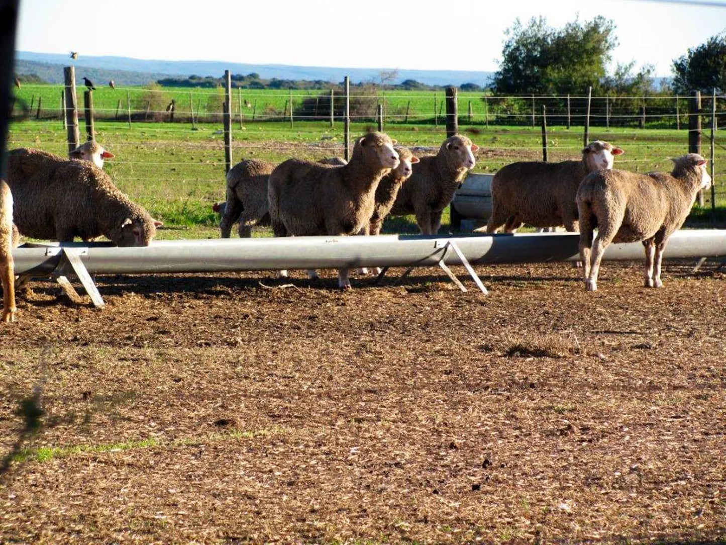 Schoongelegen Rooms Riversdale Western Cape South Africa Animal