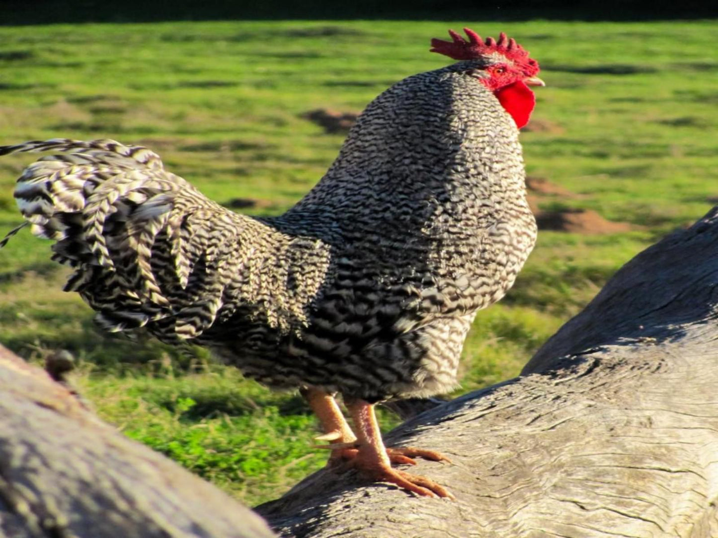 Schoongelegen Rooms Riversdale Western Cape South Africa Chicken, Bird, Animal, Agriculture, Farm Animal