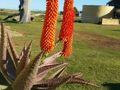 Schoongelegen Rooms Riversdale Western Cape South Africa Plant, Nature