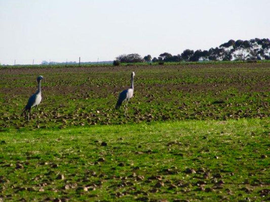 Schoongelegen Rooms Riversdale Western Cape South Africa Bird, Animal, Field, Nature, Agriculture, Lowland