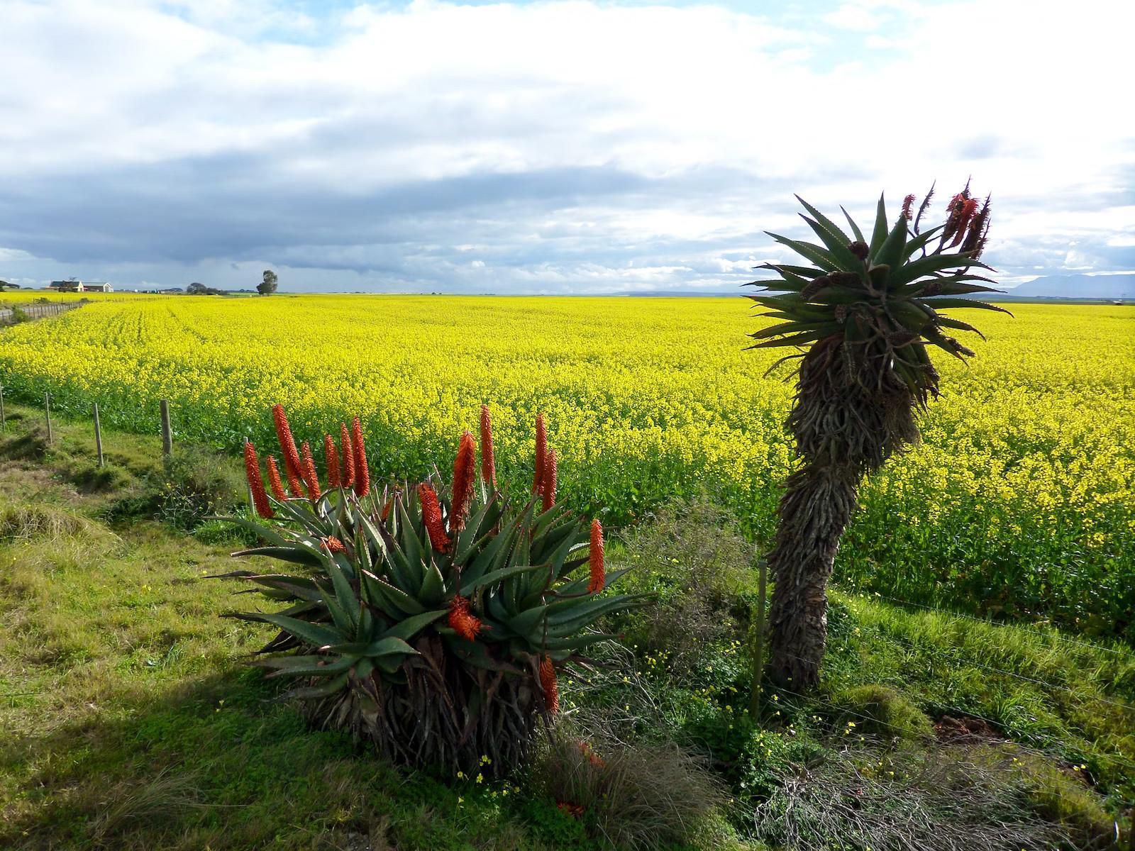 Schoongelegen Rooms Riversdale Western Cape South Africa Field, Nature, Agriculture, Plant, Lowland