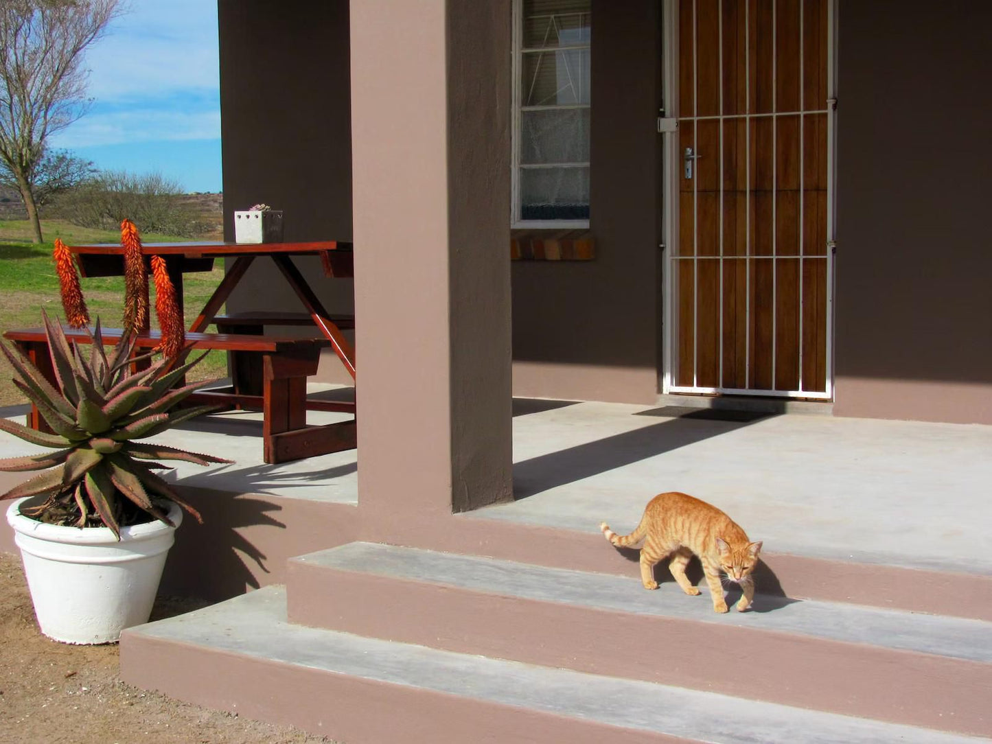 Schoongelegen Rooms Riversdale Western Cape South Africa Cat, Mammal, Animal, Pet