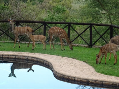 Schrikkloof Private Nature Reserve, Animal