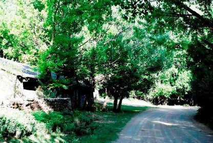 Scott Of Africa Swallow Krantz Tarkastad Eastern Cape South Africa Forest, Nature, Plant, Tree, Wood, Street