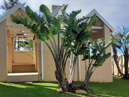 Sea Glimpse Holiday Resort Victoria Bay Western Cape South Africa Palm Tree, Plant, Nature, Wood