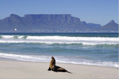 Sea Spray Bloubergstrand Blouberg Western Cape South Africa Beach, Nature, Sand, Animal