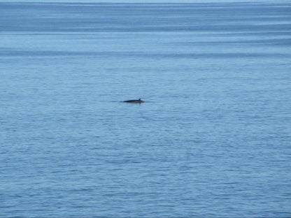 Sea Star Cliff, Low Contrast, Whale, Marine Animal, Animal