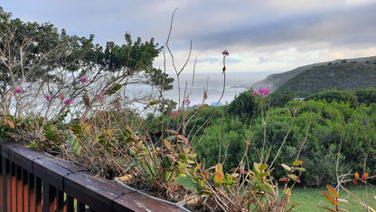 Sea View Herolds Bay Western Cape South Africa Plant, Nature, Highland