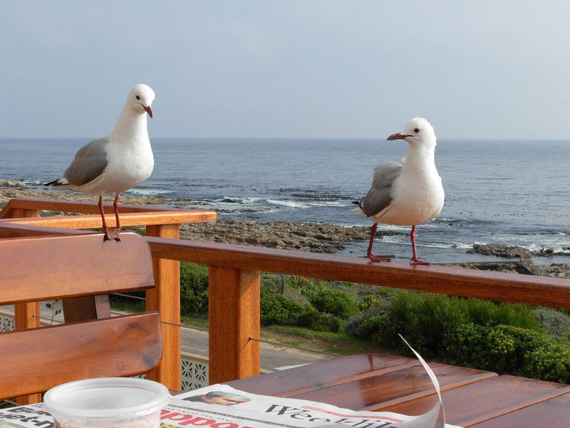 Seakaya Perlemoen Bay Gansbaai Western Cape South Africa Complementary Colors, Seagull, Bird, Animal, Beach, Nature, Sand