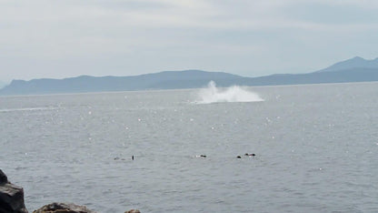 Sea Star Lodge De Kelders Western Cape South Africa Unsaturated, Whale, Marine Animal, Animal, Nature