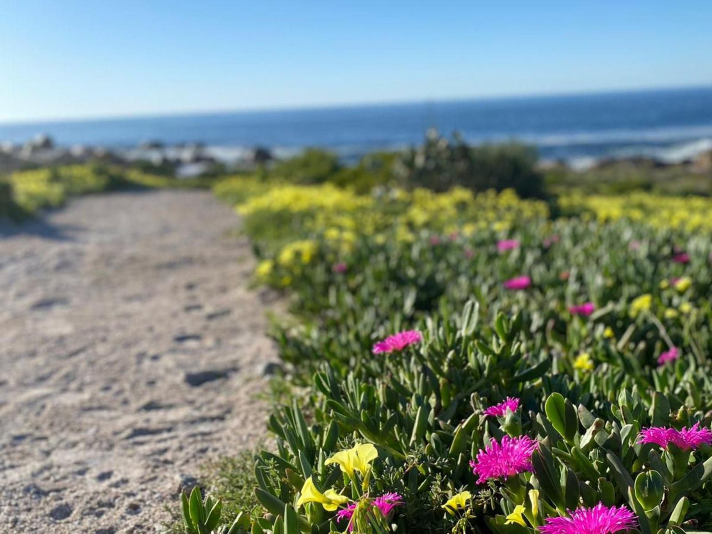 Sea Trader St Helena Bay Western Cape South Africa Complementary Colors, Beach, Nature, Sand, Flower, Plant, Garden