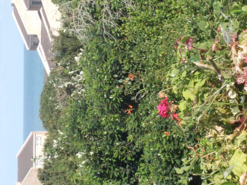 Sea Valley Villa Port Alfred Eastern Cape South Africa Plant, Nature, Butterfly, Insect, Animal, Garden